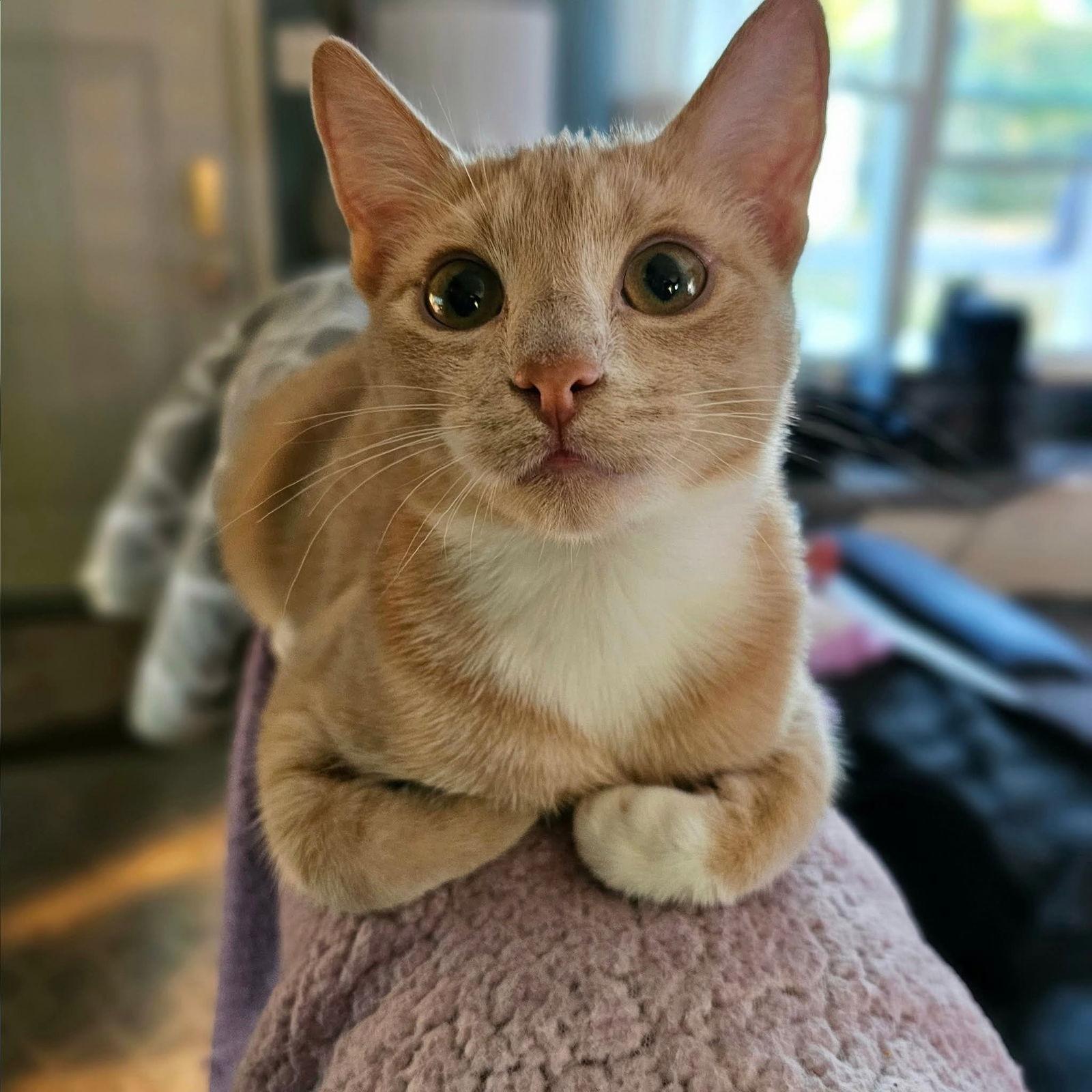 Enlarge Cammie, a Adoptable Tabby in Fenton, MO image 1/1