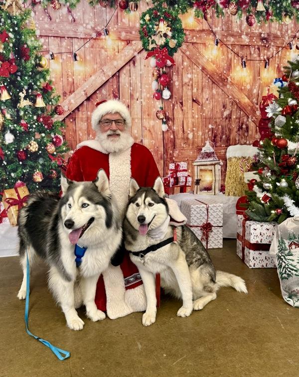 Sanna, Adoptable, Adult Female Siberian Husky & Alaskan Malamute.