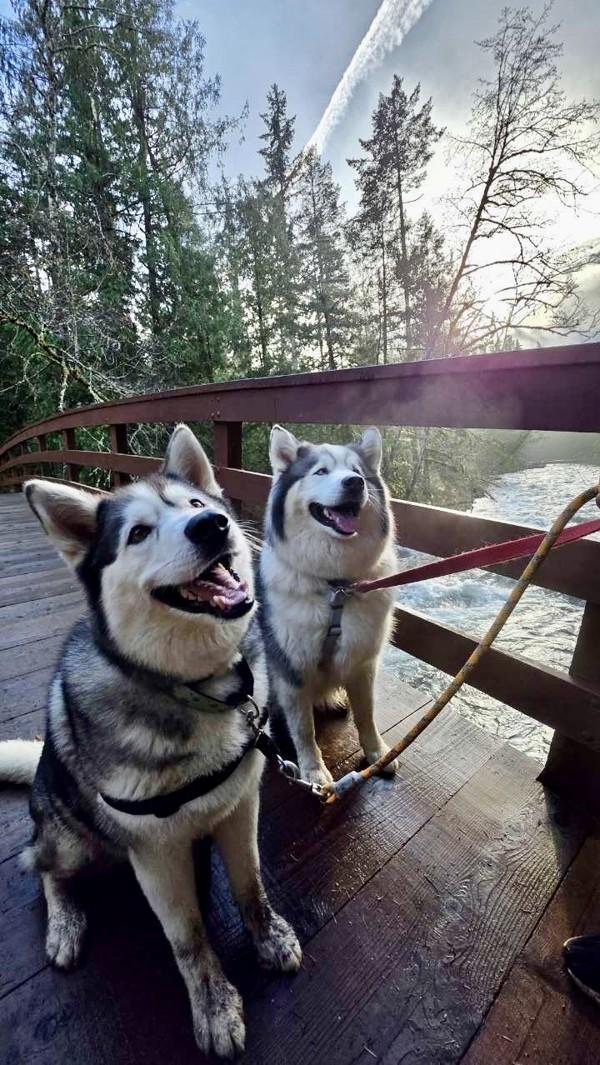 Enlarge Sanna, a Adoptable mixed breed in Comox, BC image 2/6