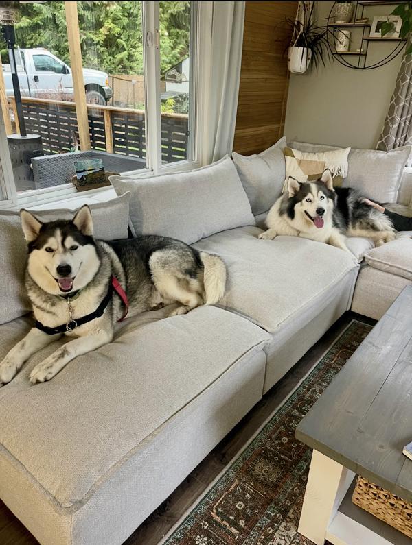 Enlarge Sanna, a Adoptable mixed breed in Comox, BC image 3/6