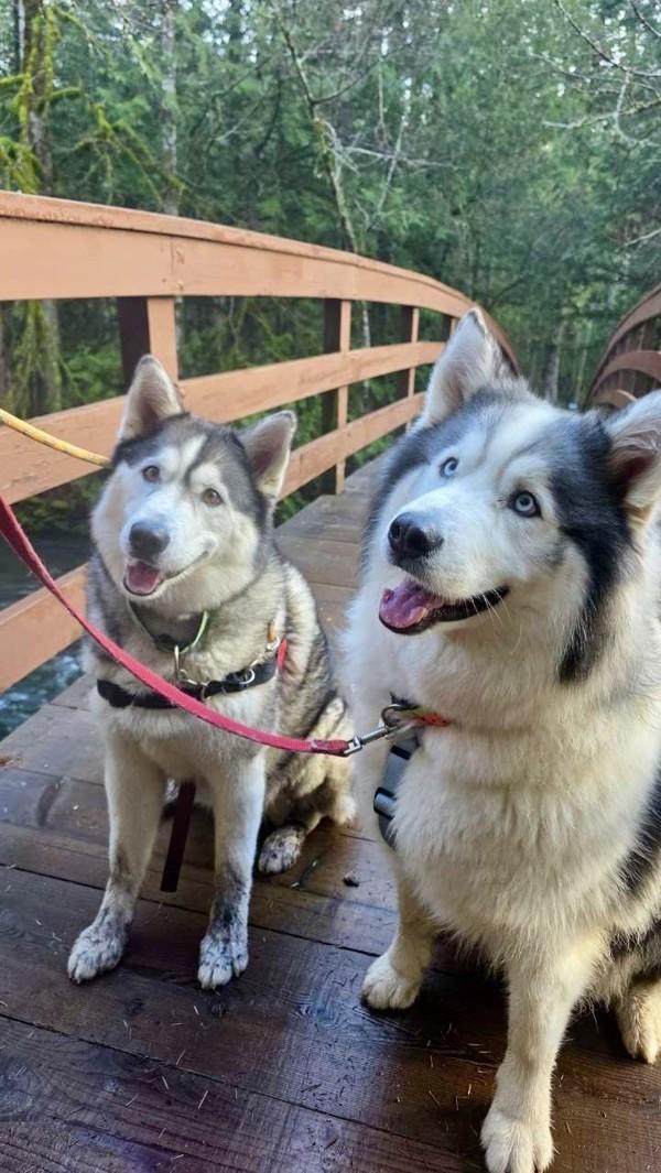 Enlarge Sanna, a Adoptable mixed breed in Comox, BC image 4/6