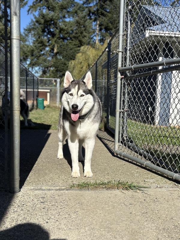 Enlarge Sanna, a Adoptable mixed breed in Comox, BC image 5/6