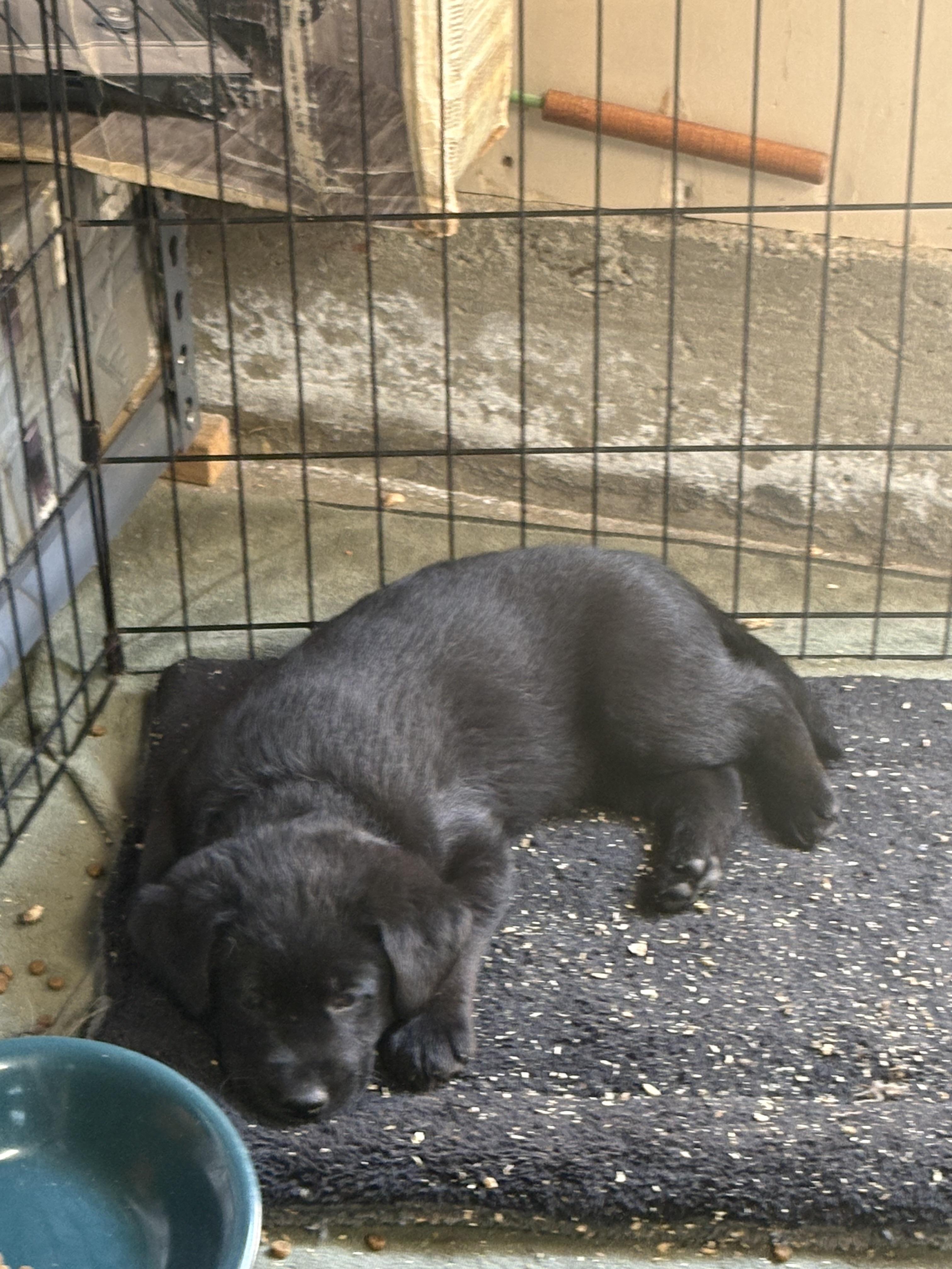 Enlarge Laddie, a Adoptable mixed breed in Discovery Bay, CA image 1/4