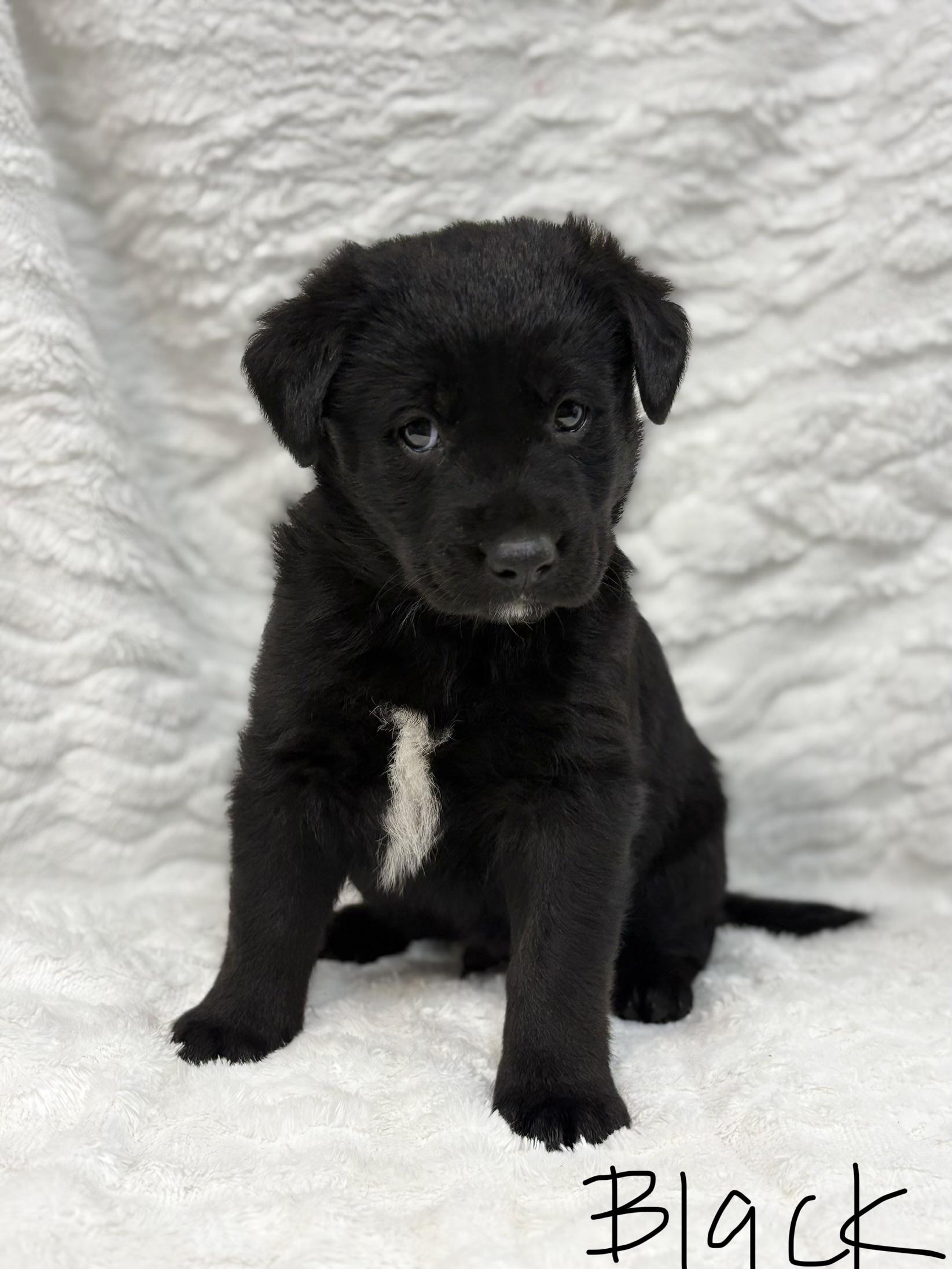 Enlarge Laddie, a Adoptable mixed breed in Discovery Bay, CA image 2/4