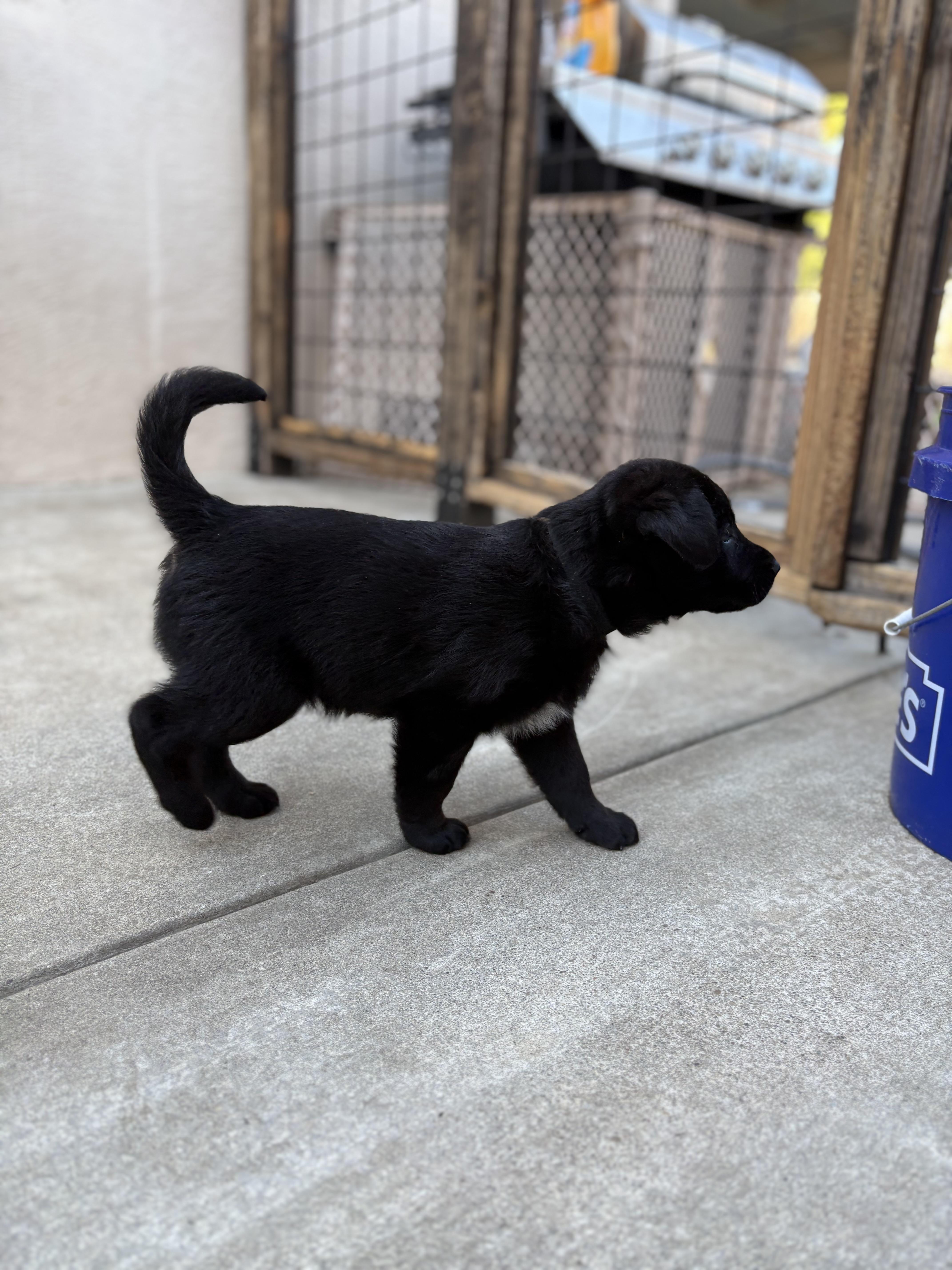 Enlarge Laddie, a Adoptable mixed breed in Discovery Bay, CA image 3/4