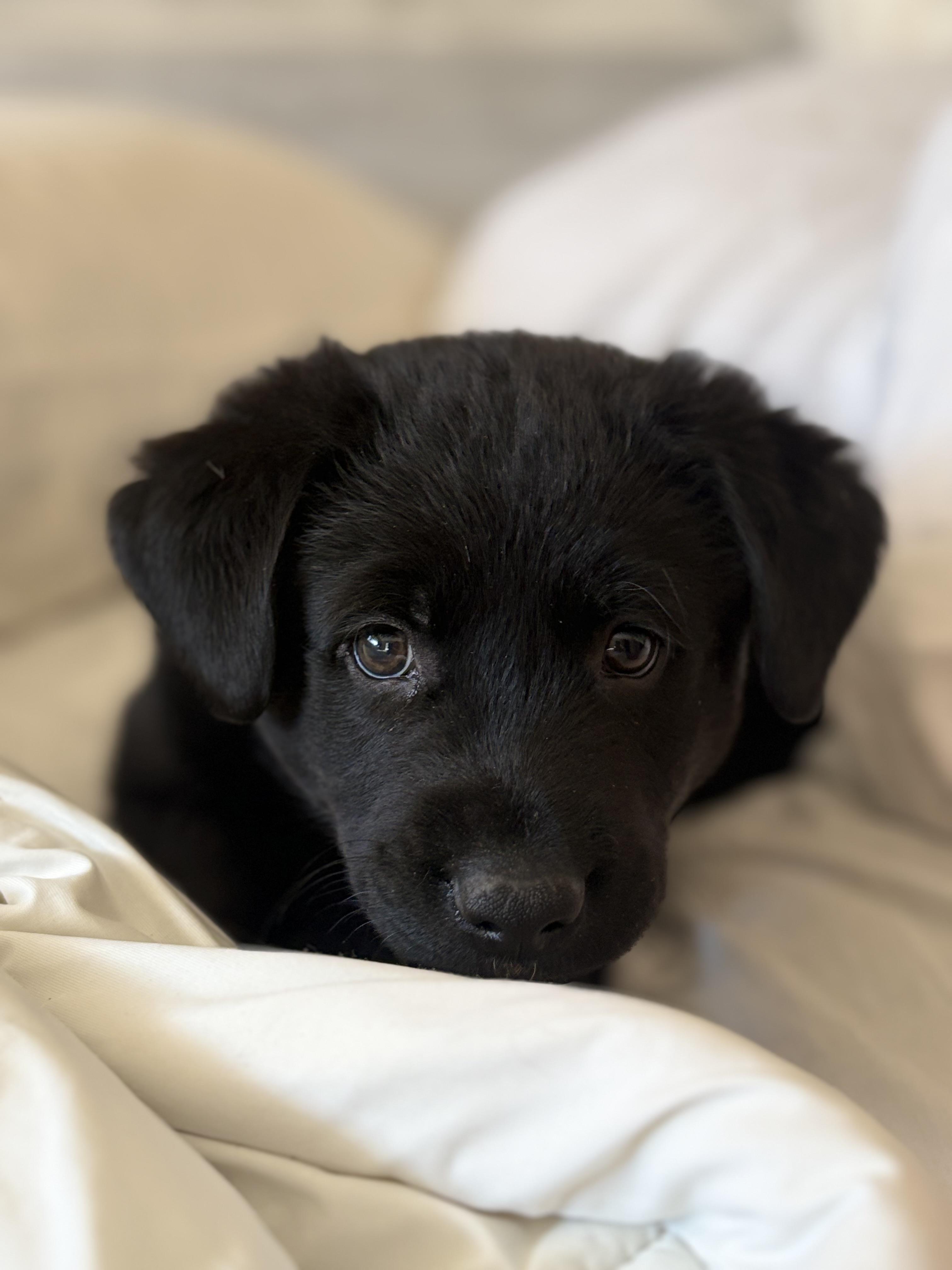 Enlarge Laddie, a Adoptable mixed breed in Discovery Bay, CA image 4/4