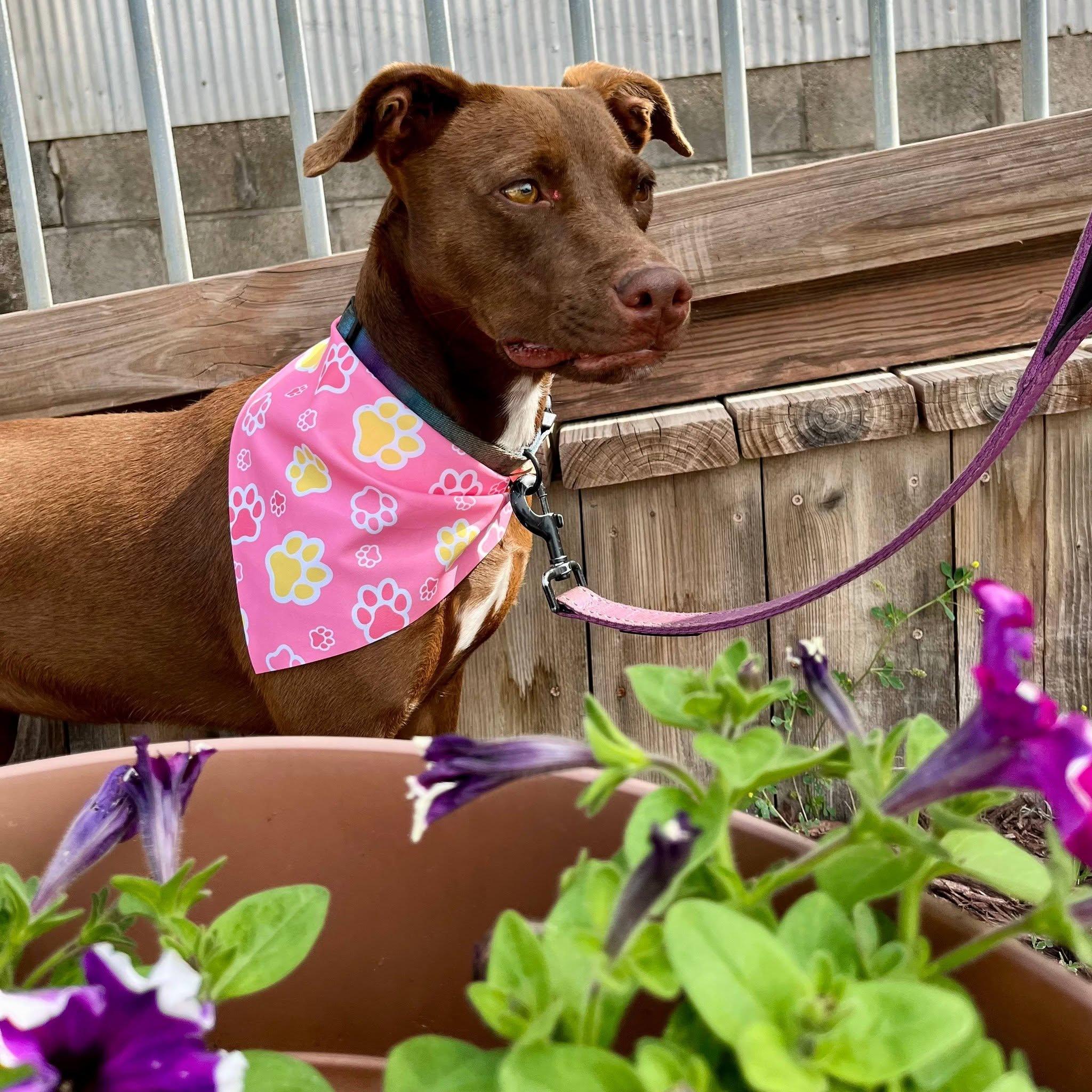 Bella, Adoptable, Young Female Mixed Breed & Labrador Retriever.