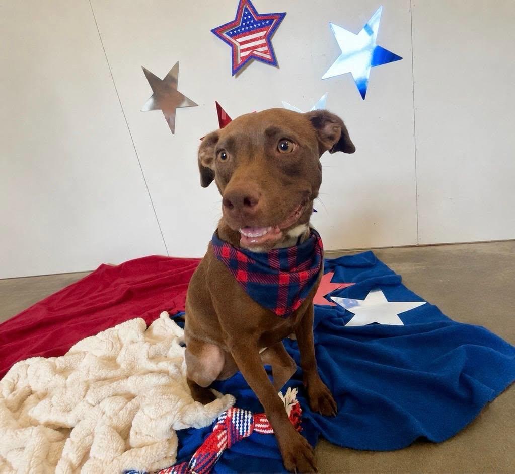 Enlarge Bella, a Adoptable mixed breed in Leavenworth, KS image 2/3