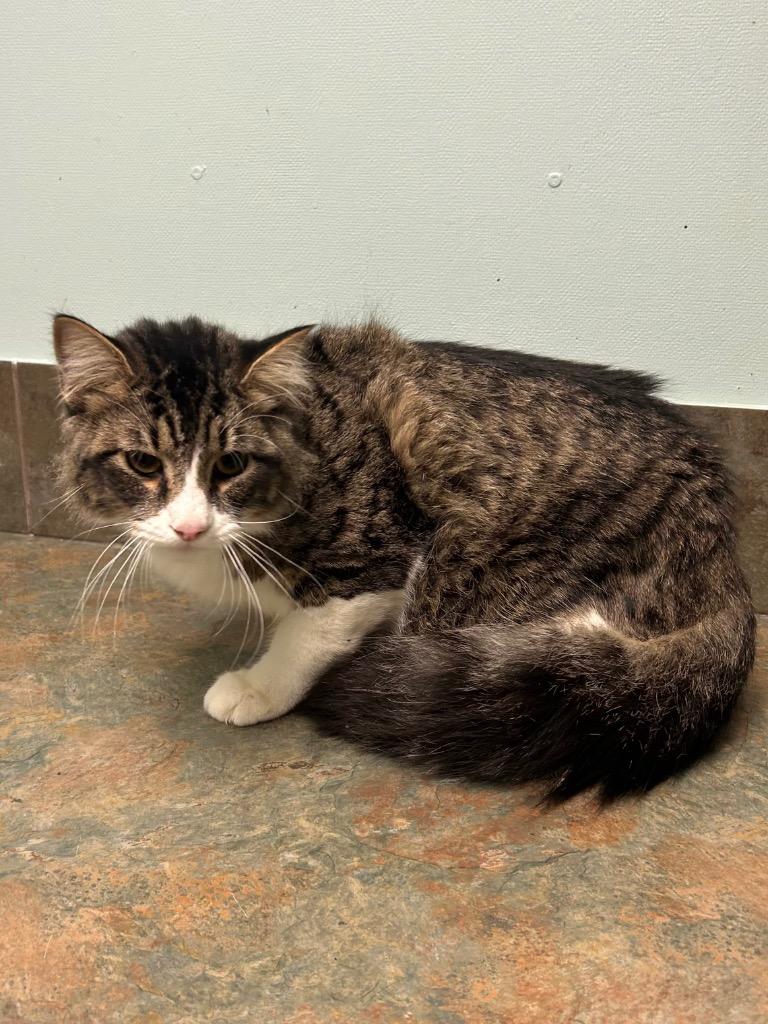 Enlarge Percolator, a ADOPTABLE Domestic Long Hair in Columbus, NE image 1/1