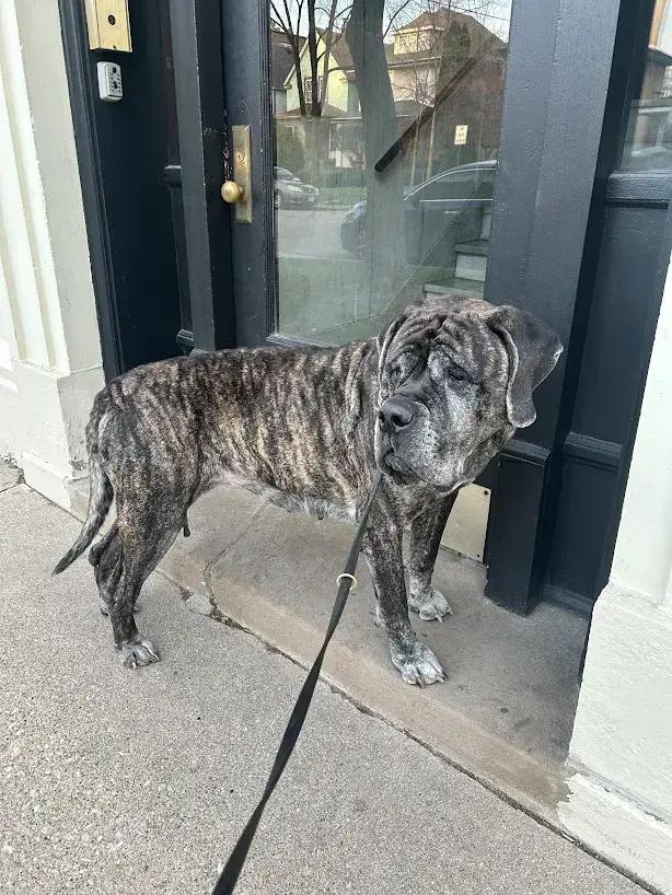 Pearl, Adoptable, Senior Female Mastiff.