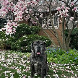 Enlarge Pearl, a Adoptable Mastiff in Oswego, IL image 2/5