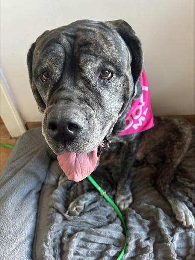 Enlarge Pearl, a Adoptable Mastiff in Oswego, IL image 3/5