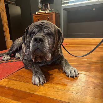 Enlarge Pearl, a Adoptable Mastiff in Oswego, IL image 4/5
