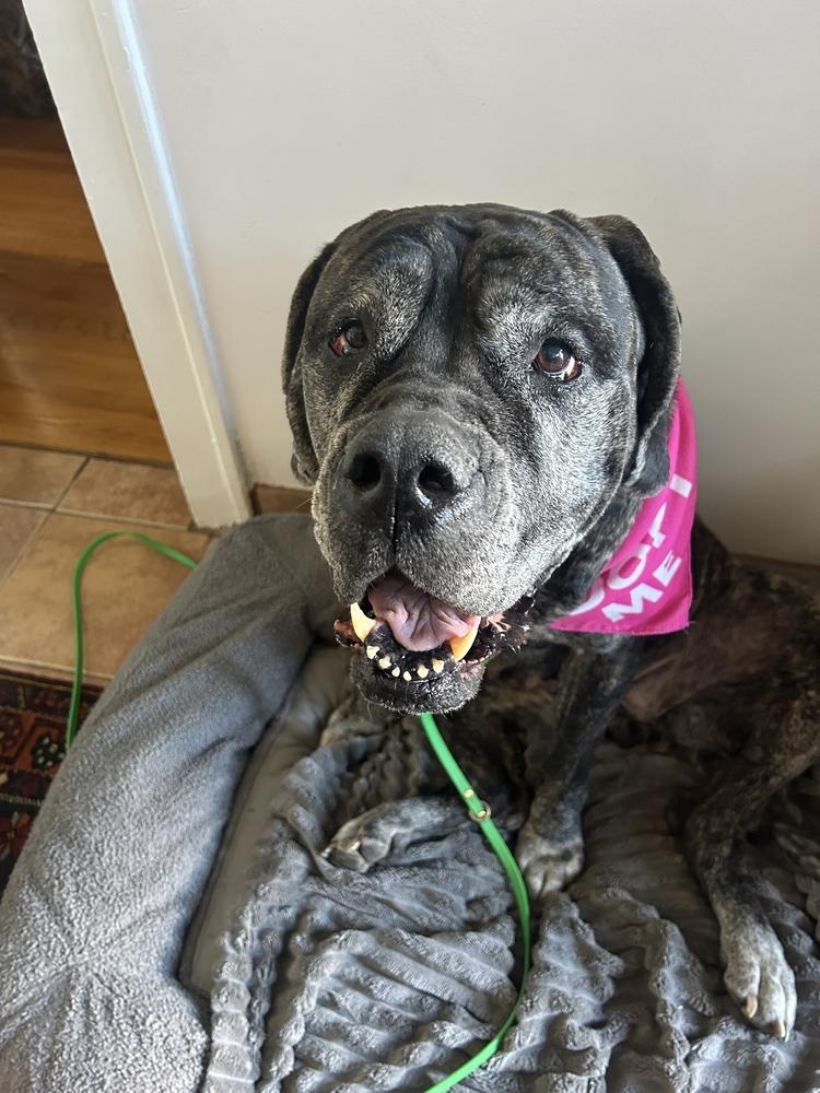 Enlarge Pearl, a Adoptable Mastiff in Oswego, IL image 5/5