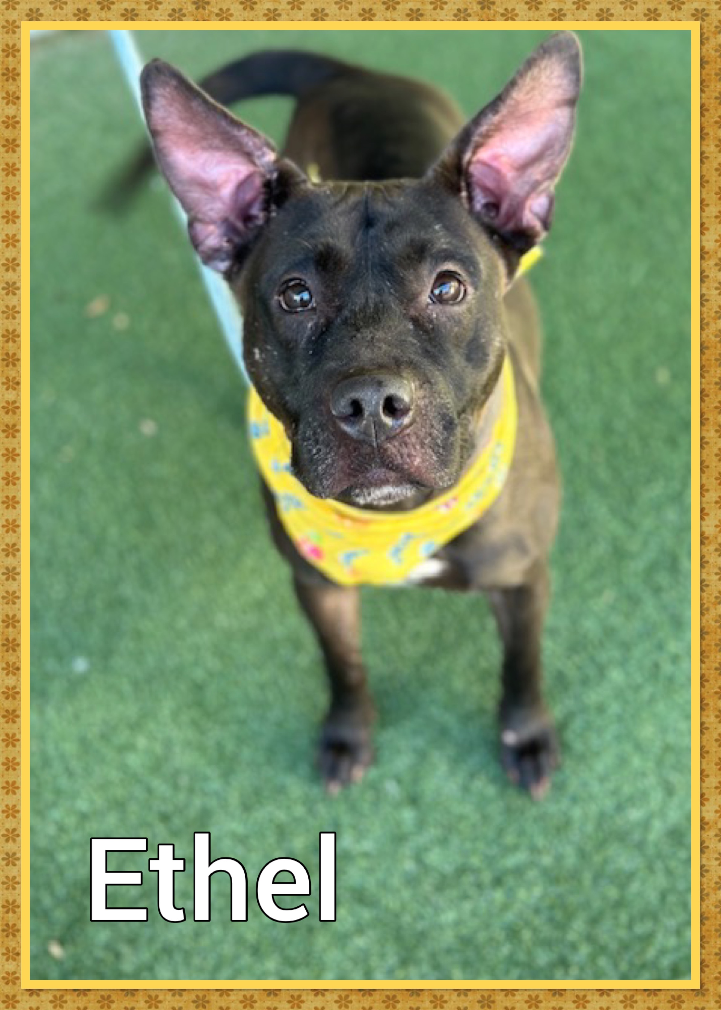 Dog for adoption ETHEL (also see LUCY), a Staffordshire Bull Terrier