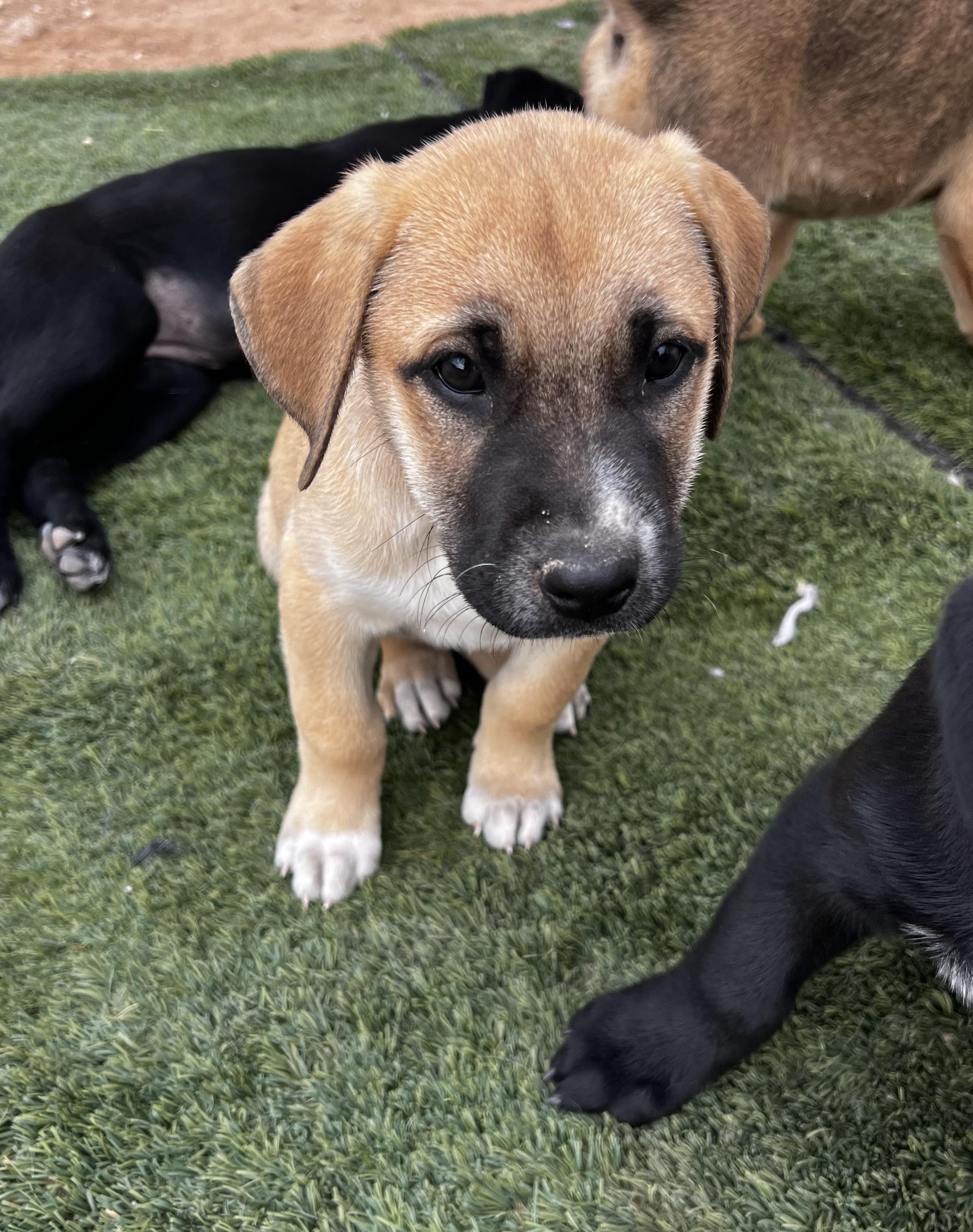 Juniper (Eloise’s Litter), Adopted, Young Female Anatolian Shepherd.
