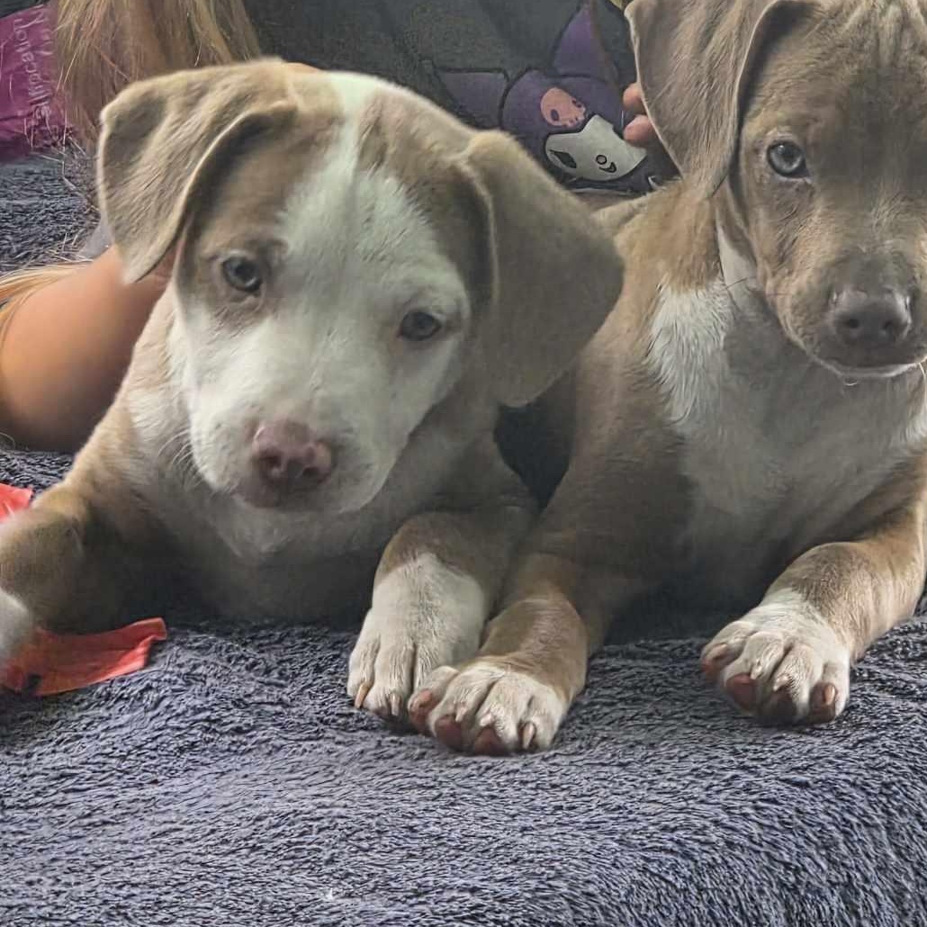 Enlarge River, a Adoptable mixed breed in Boca Raton, FL image 5/6