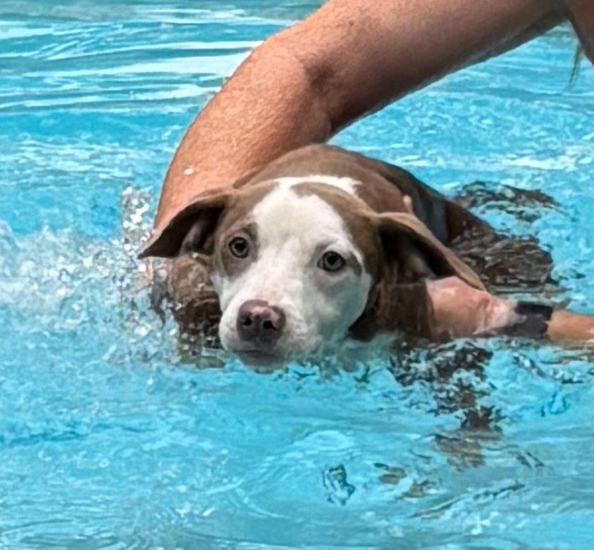 Enlarge River, a Adoptable mixed breed in Boca Raton, FL image 1/6