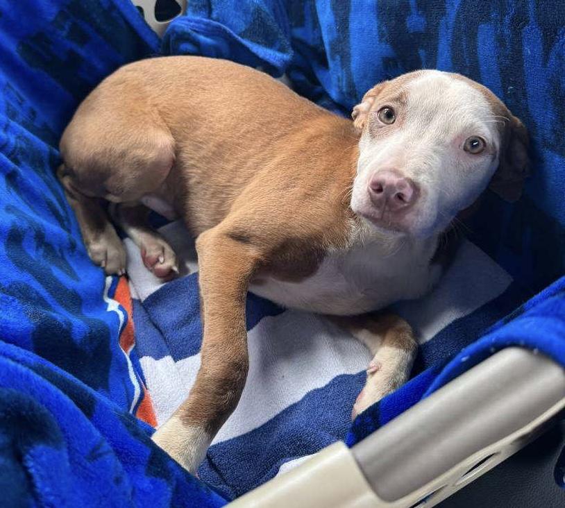 Enlarge River, a Adoptable mixed breed in Boca Raton, FL image 2/6