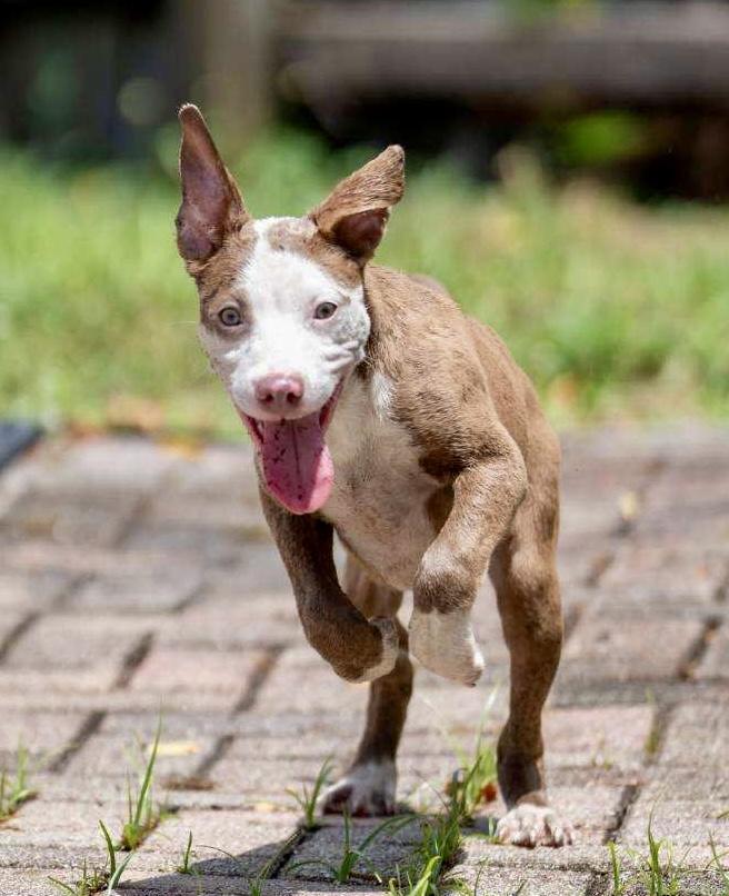 Enlarge River, a Adoptable mixed breed in Boca Raton, FL image 3/6