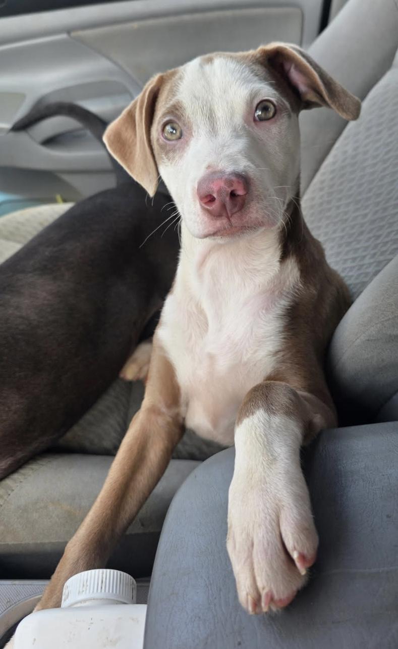 Enlarge River, a Adoptable mixed breed in Boca Raton, FL image 4/6