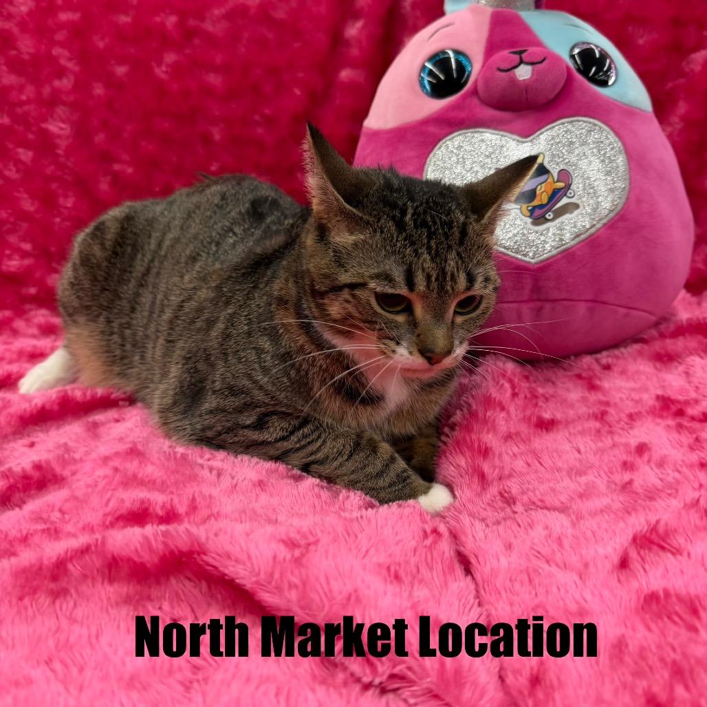 Pluto, Adoptable, Young Female Domestic Short Hair.