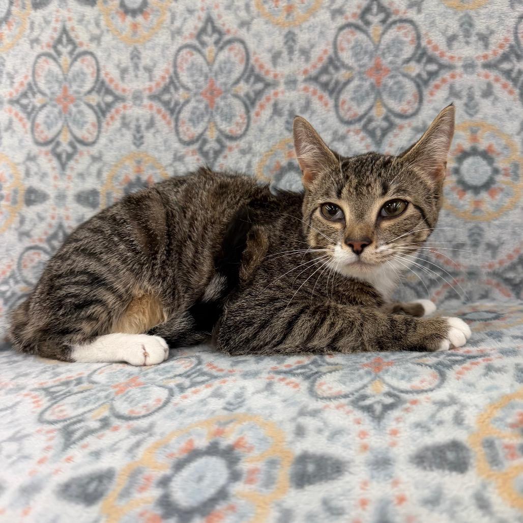 Enlarge Pluto, a Adoptable Domestic Short Hair in Raleigh, NC image 1/4