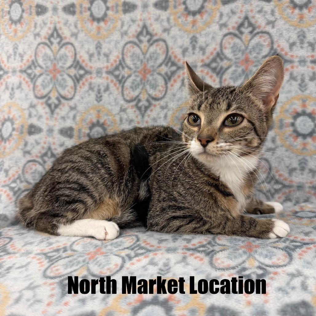 Enlarge Pluto, a Adoptable Domestic Short Hair in Raleigh, NC image 2/4