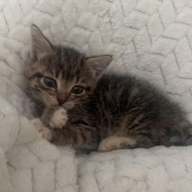 Pluto, Adoptable, Kitten Male Domestic Short Hair.