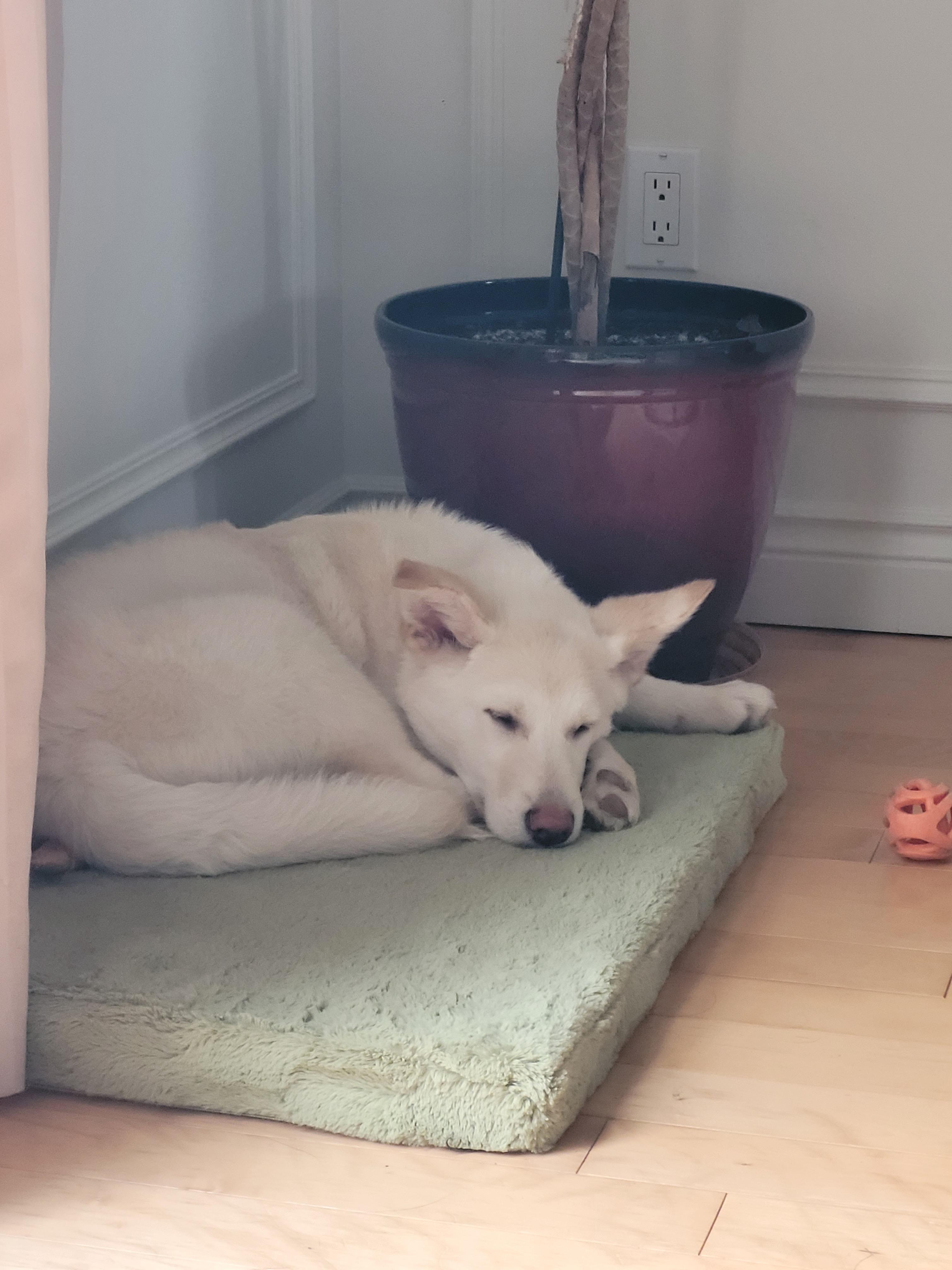 Enlarge Springer , a ADOPTABLE mixed breed in Barrie, ON image 4/5