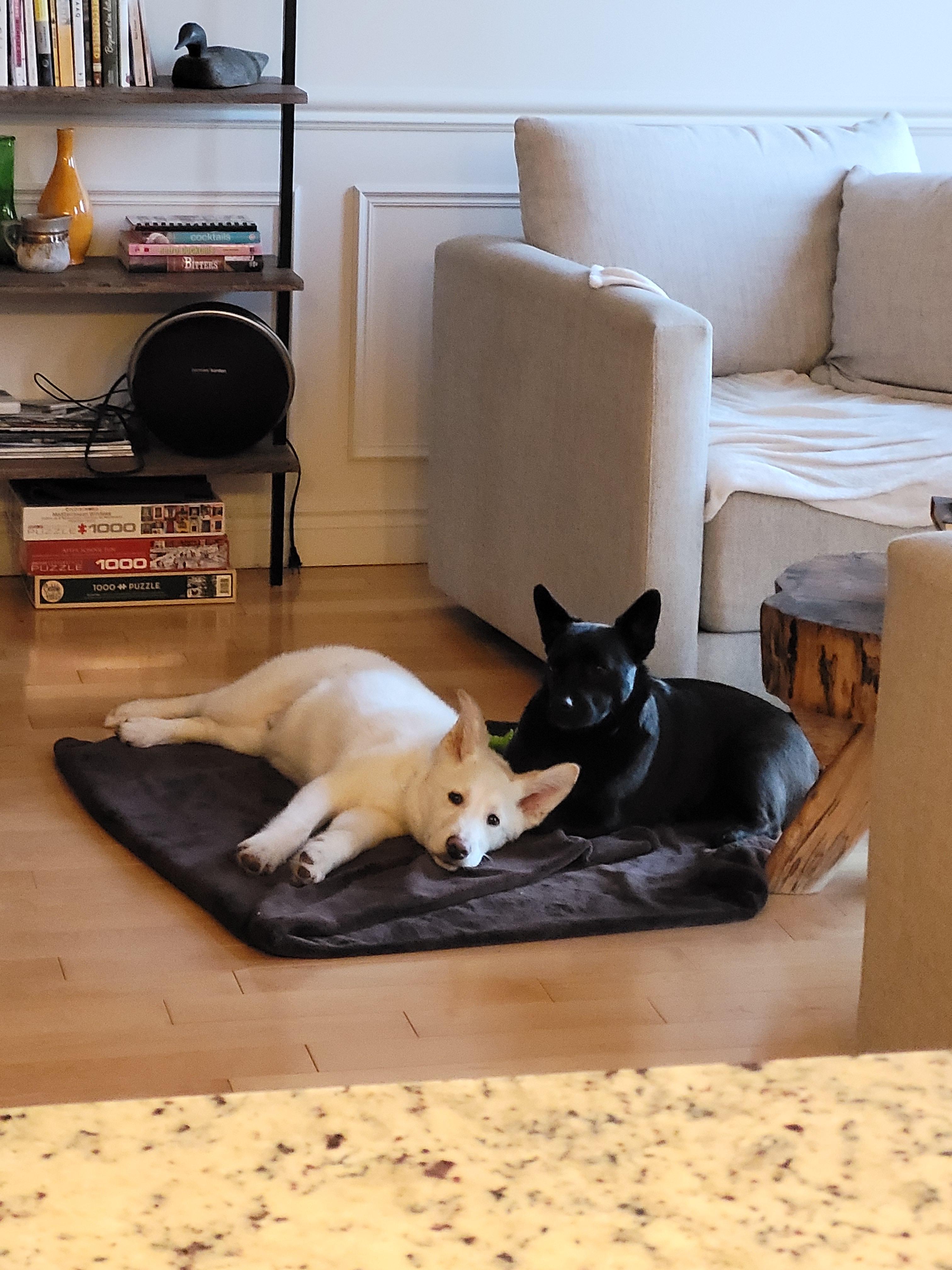 Enlarge Springer , a ADOPTABLE mixed breed in Barrie, ON image 2/5