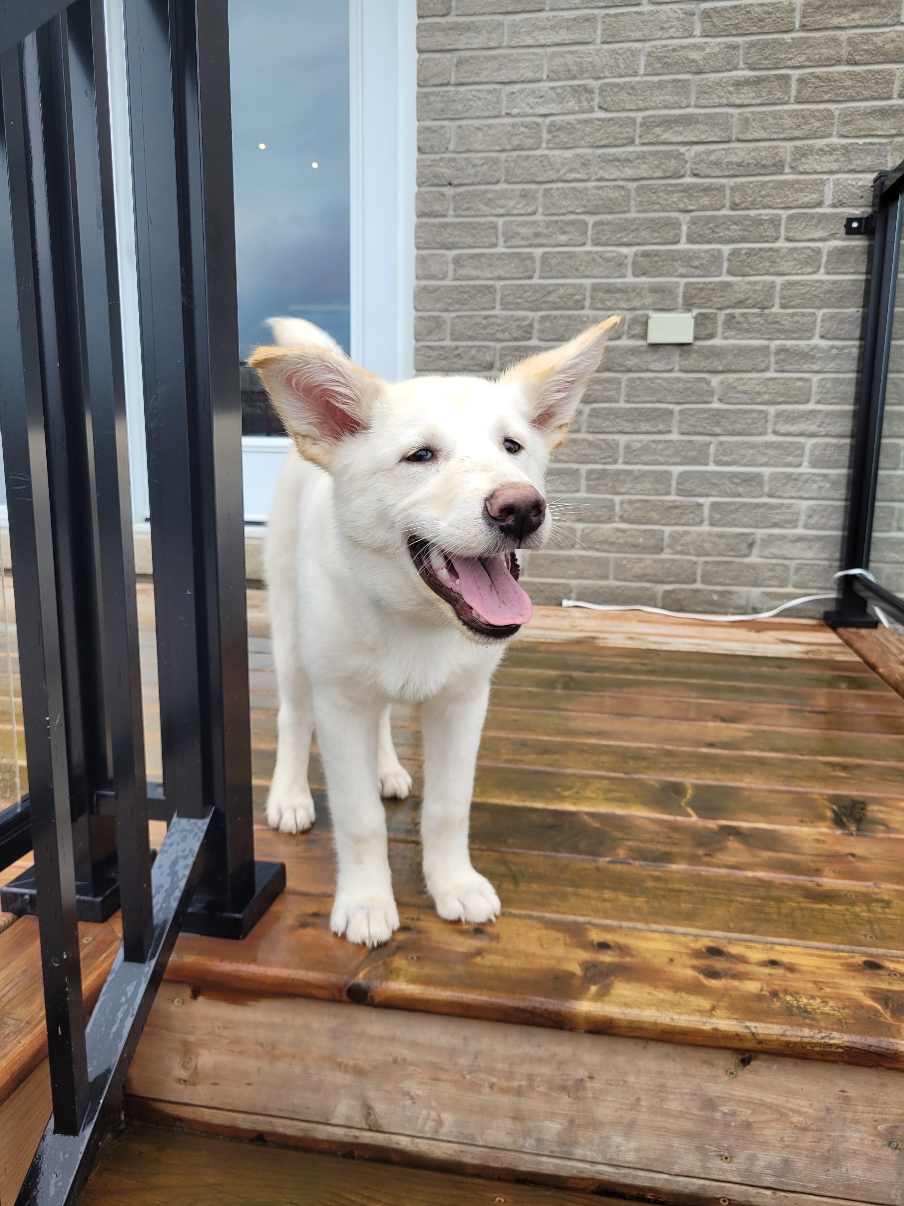 Enlarge Springer , a ADOPTABLE mixed breed in Barrie, ON image 3/5