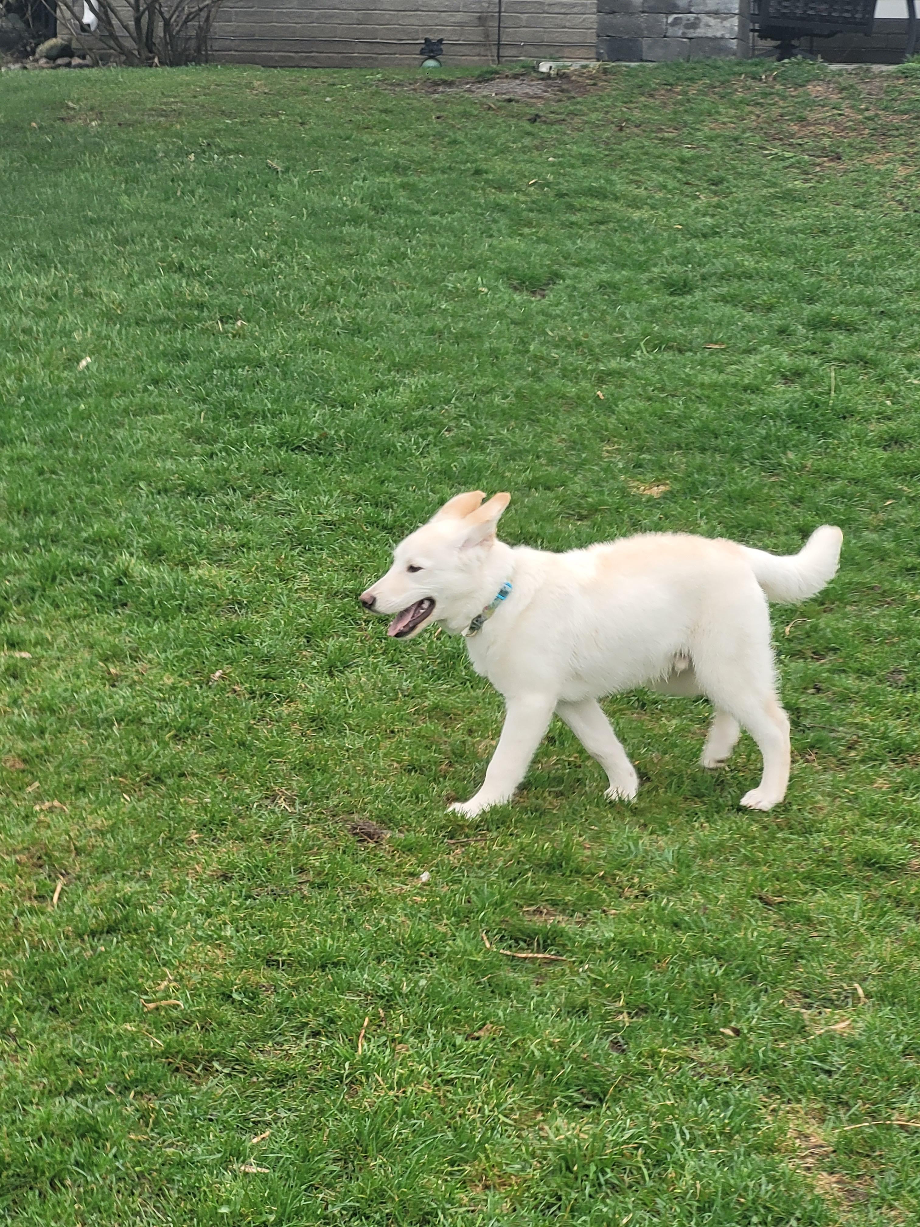 Enlarge Springer , a ADOPTABLE mixed breed in Barrie, ON image 5/5