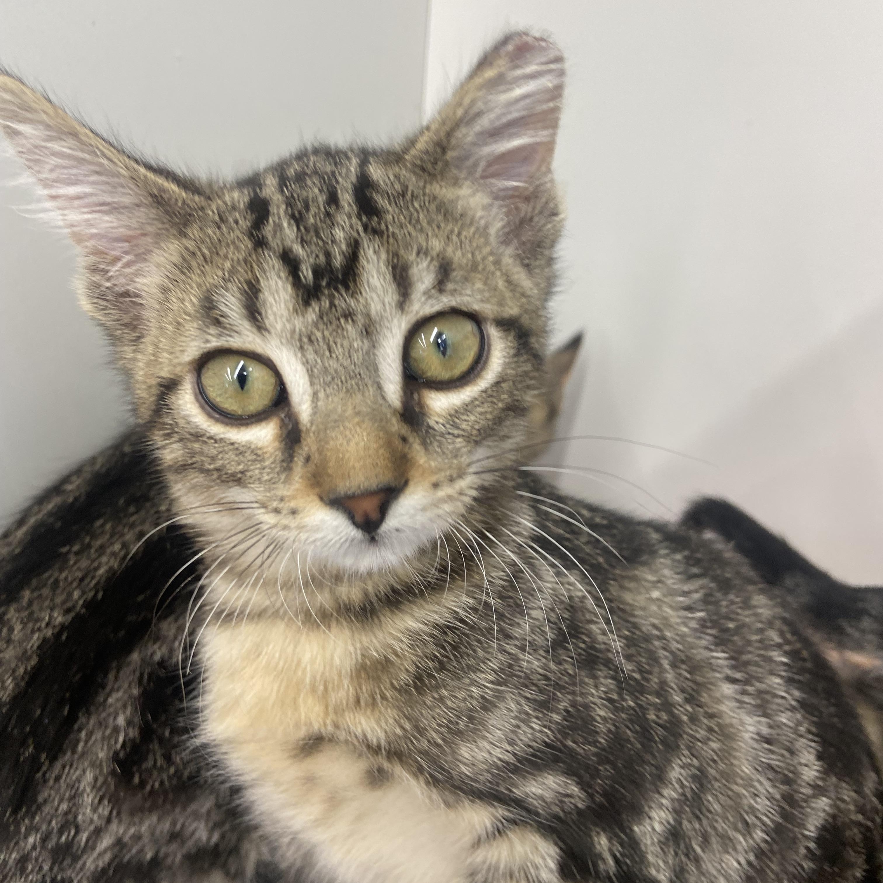 Enlarge Melman, a Adoptable Domestic Short Hair in Saint Francis, MN image 1/1