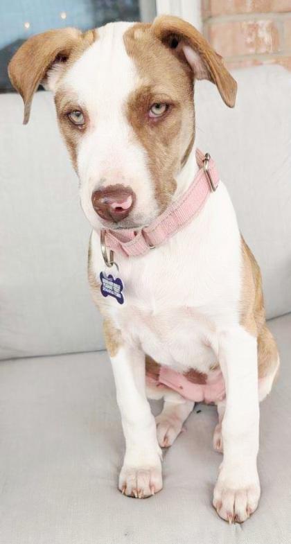 Confetti, adopted, Puppy Female Mixed Breed & Mixed Breed.