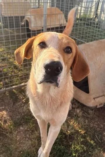 Enlarge Alvin (Sponsored), a Adopted mixed breed in Munfordville, KY image 2/2