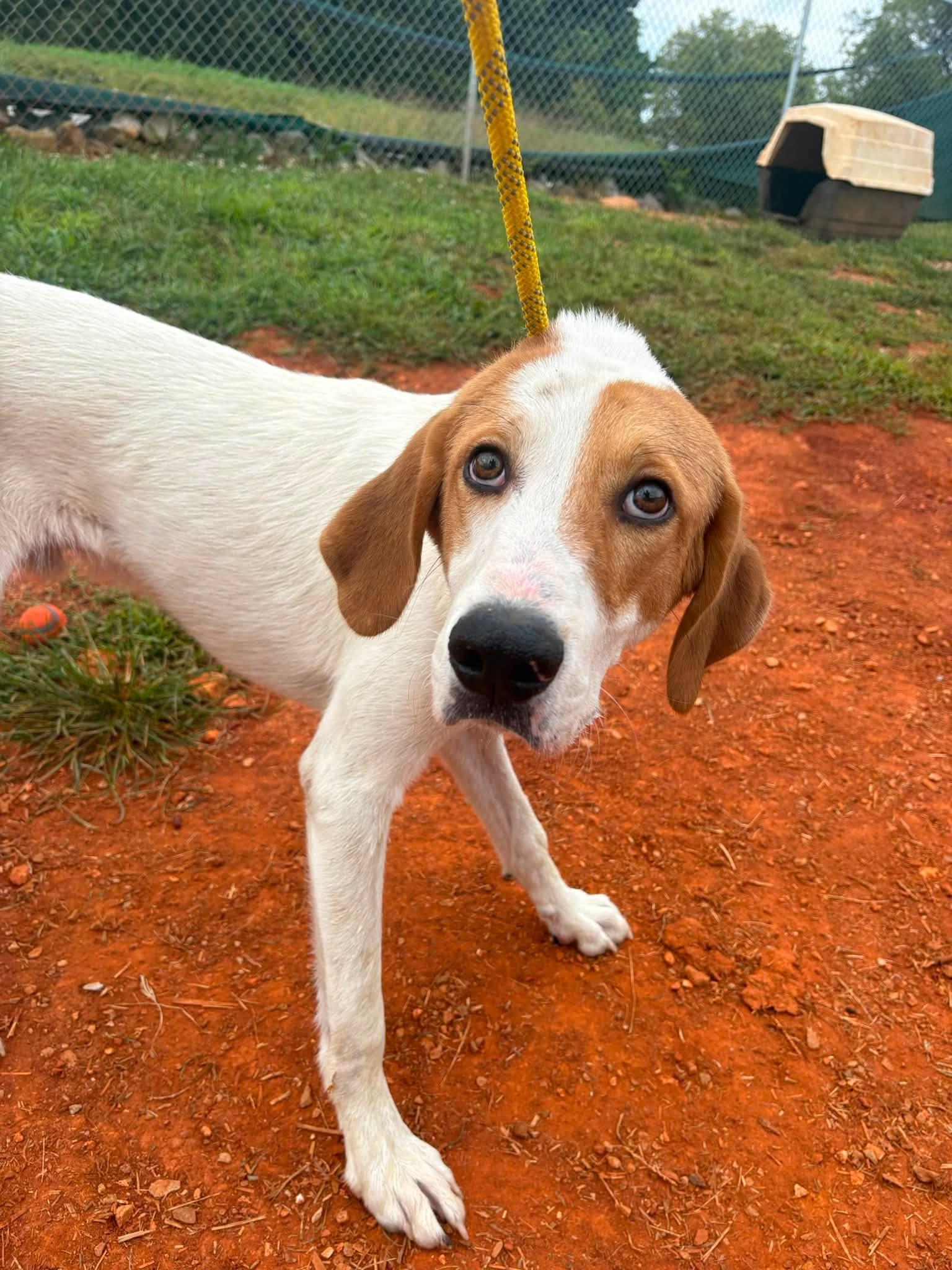 Enlarge Alvin, a ADOPTABLE mixed breed in Munfordville, KY image 1/1