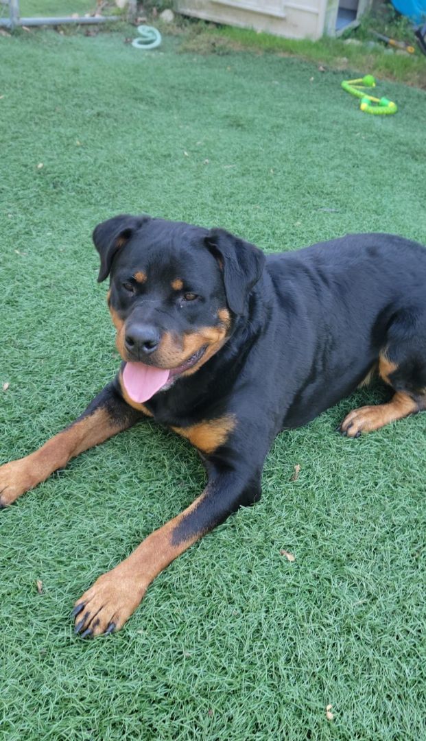 Jiggs, Adoptable, Young Male Rottweiler.
