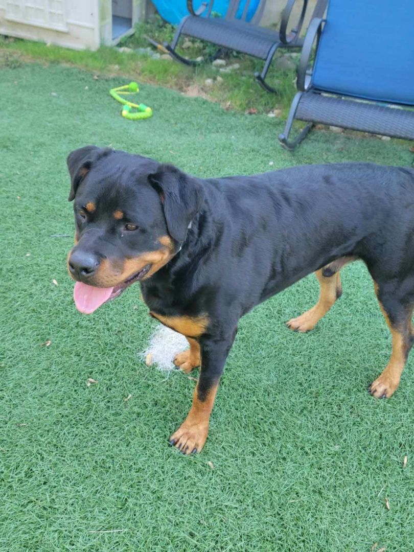 Jiggs, a Adoptable Rottweiler in Cuddebackville, NY image 2/2