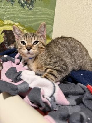 Connecticut, Adoptable, Kitten Male Domestic Short Hair & Domestic Short Hair.