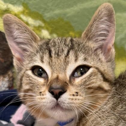 Connecticut, a Adoptable mixed breed in Pleasanton, CA image 2/3