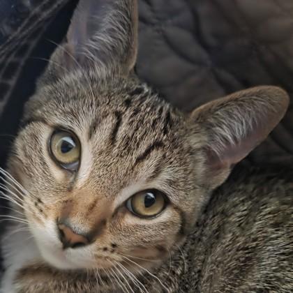 Connecticut, Adoptable, Kitten Male Domestic Short Hair & Domestic Short Hair.