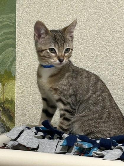 Enlarge Connecticut, a Adoptable mixed breed in Pleasanton, CA image 2/3