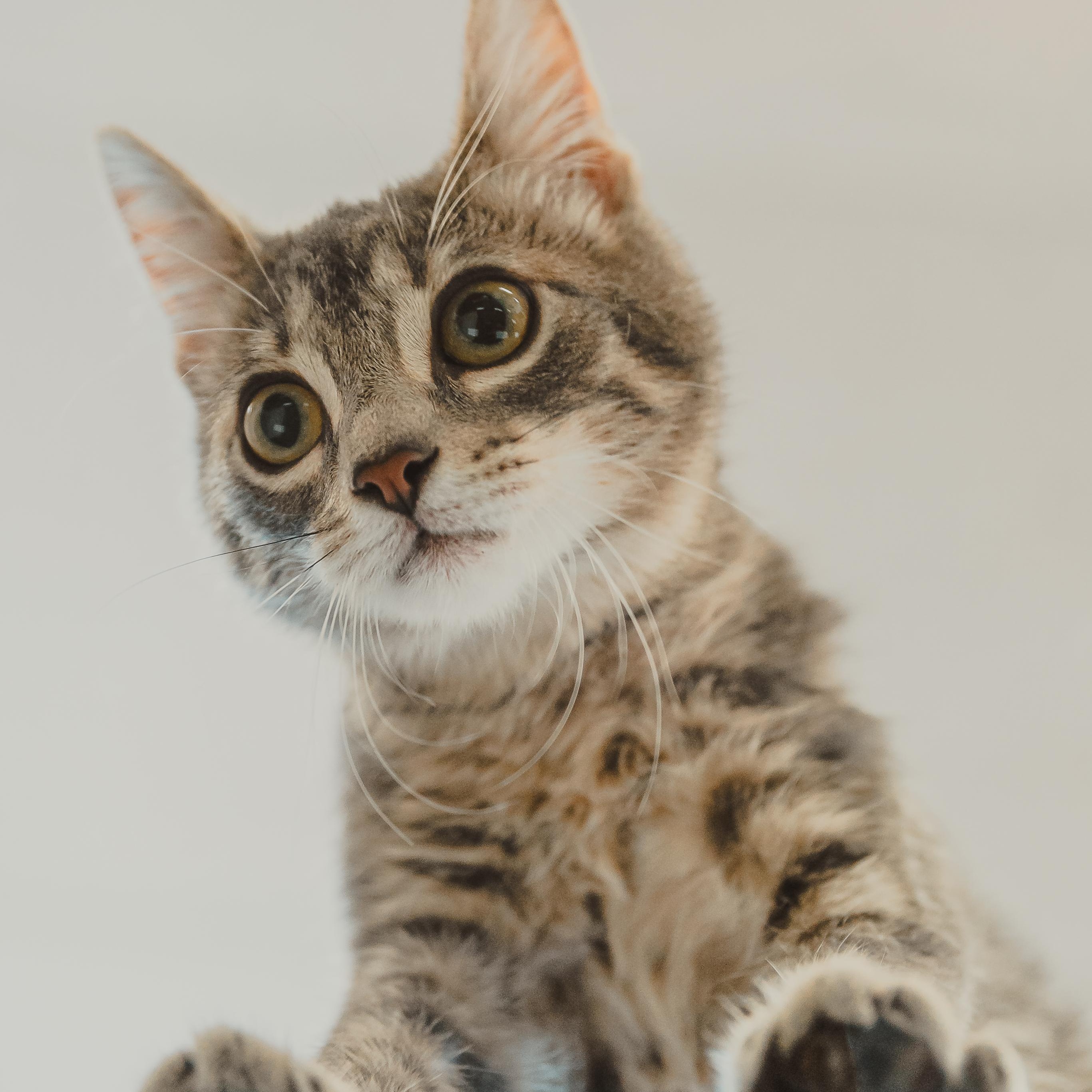 Sage, a Adoptable Tabby in Krum, TX image 3/5