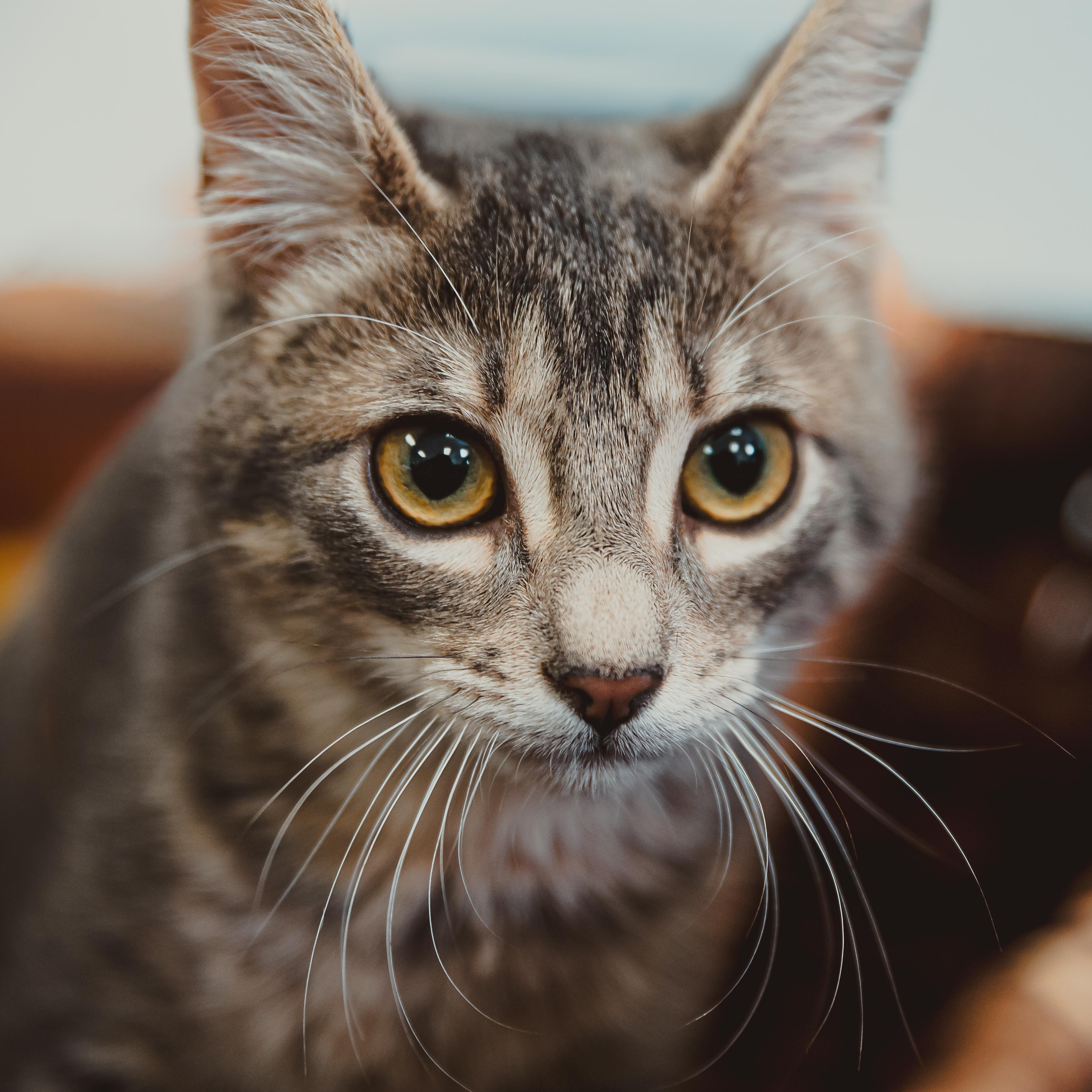 Sage, a Adoptable Tabby in Krum, TX image 2/5