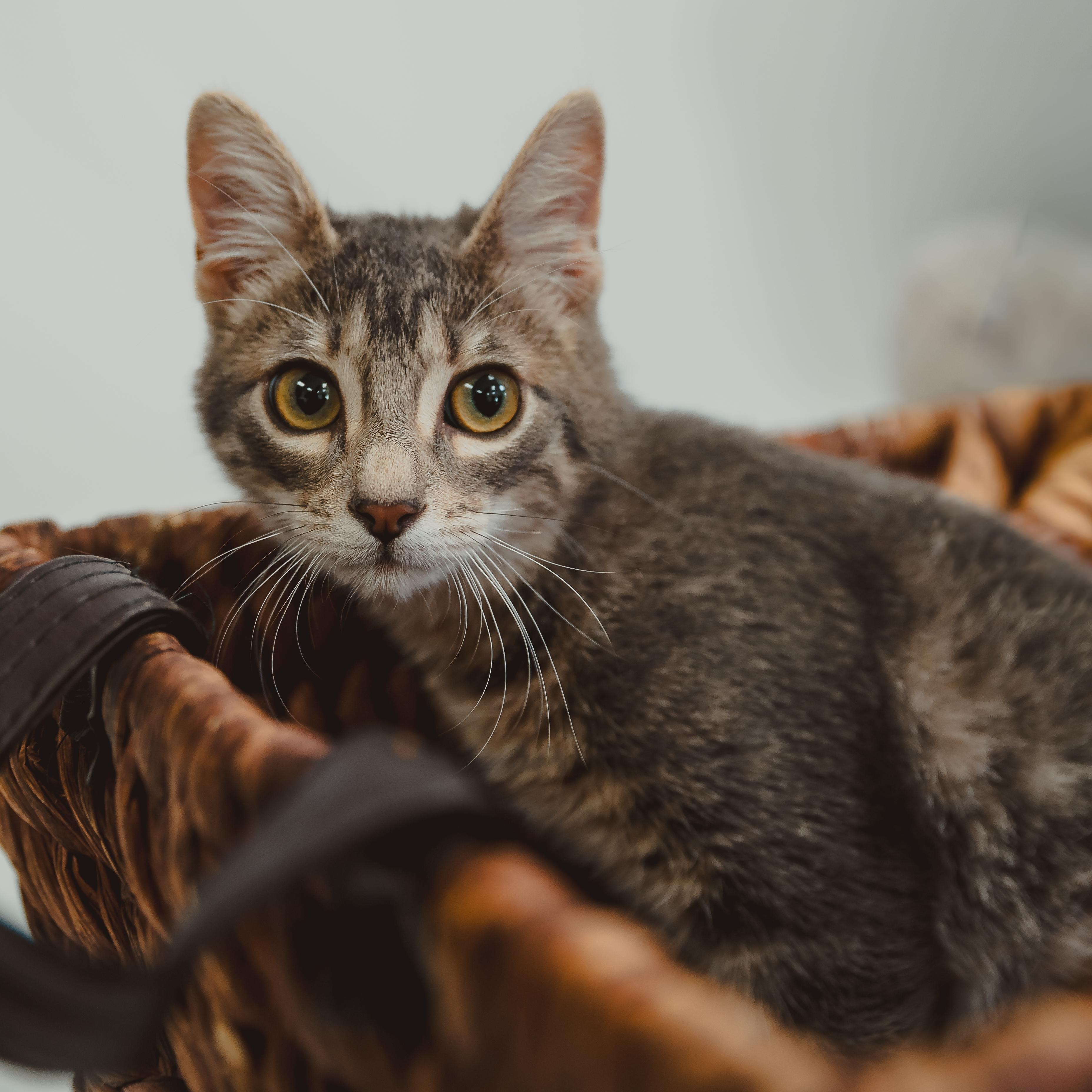 Sage, a Adoptable Tabby in Krum, TX image 5/5
