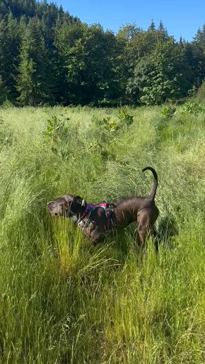 Enlarge Cindy, a Adoptable mixed breed in Portland, OR video 6/6
