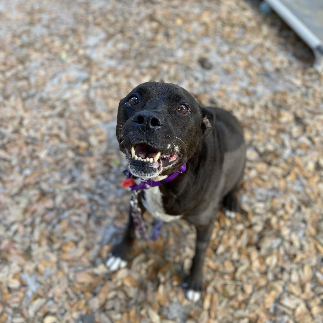 Houdini, Adoptable, Senior Male Mixed Breed.