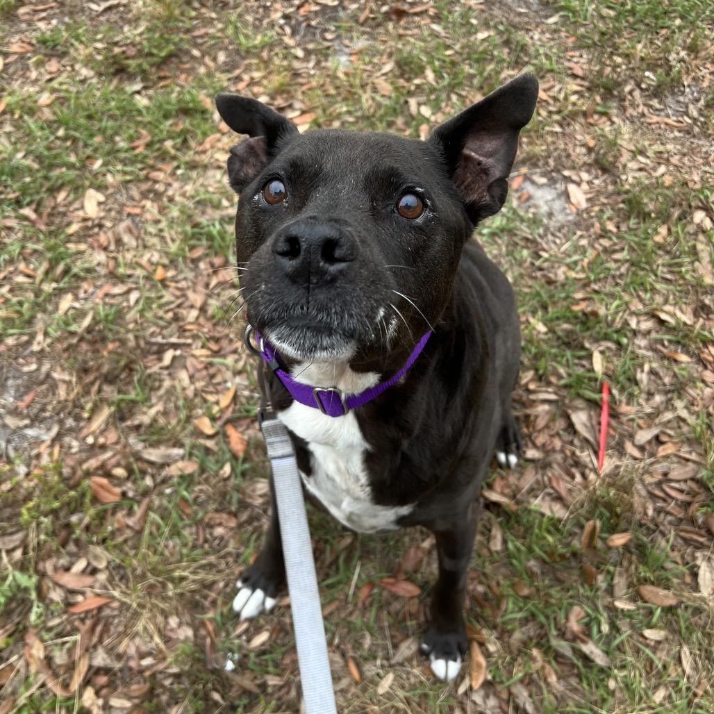 Enlarge Houdini, a Adoptable Mixed Breed in Jacksonville, FL image 2/6