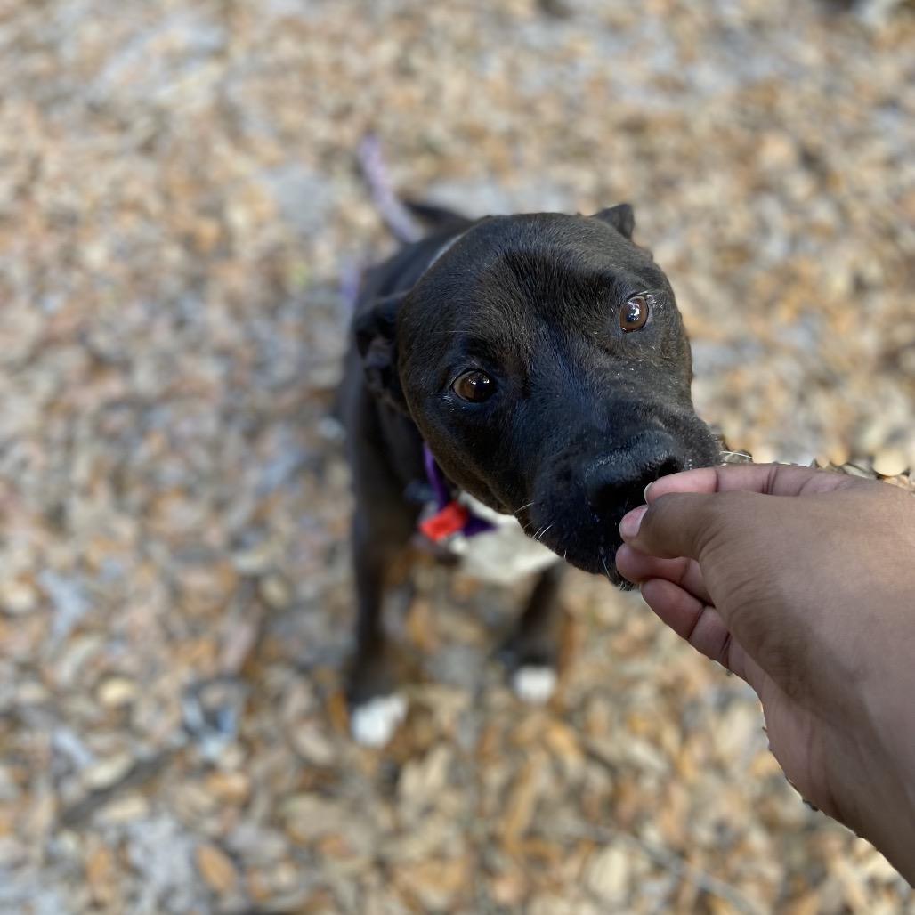 Enlarge Houdini, a Adoptable Mixed Breed in Jacksonville, FL image 3/6